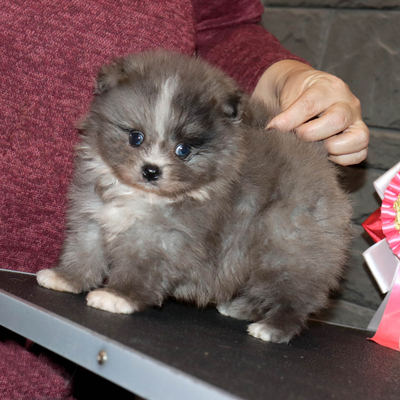 Валентра стар