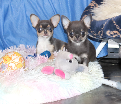 Валентра стар