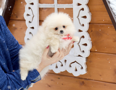 Валентра стар