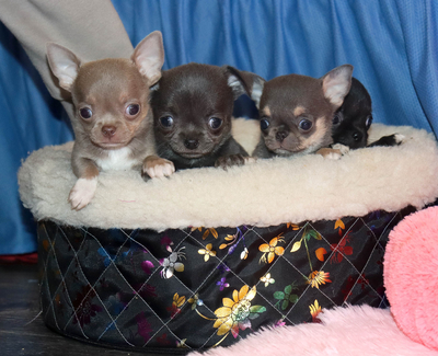 Валентра стар