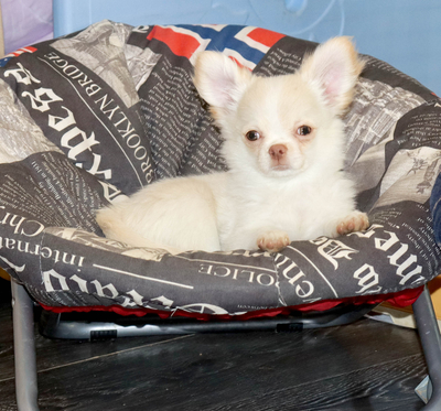 Валентра стар