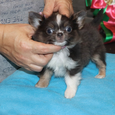 Валентра стар