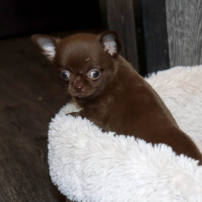 Валентра стар