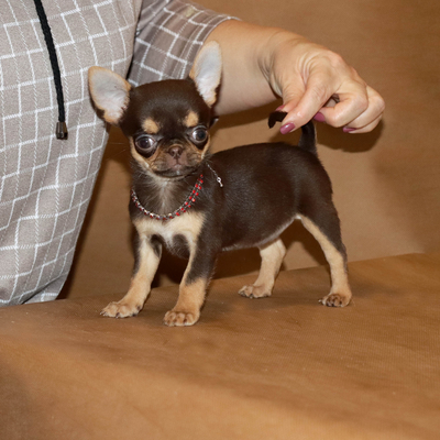 Валентра стар