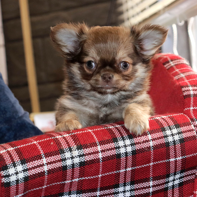 Продается Соболиный чихуахуа