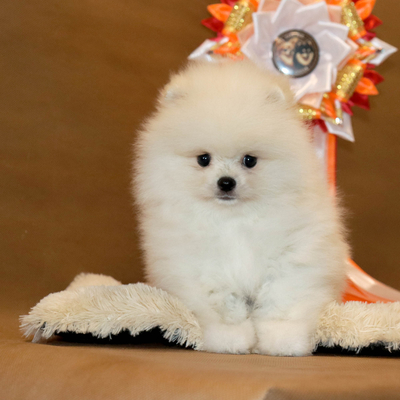 Валентра стар