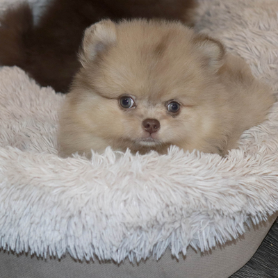 Валентра стар