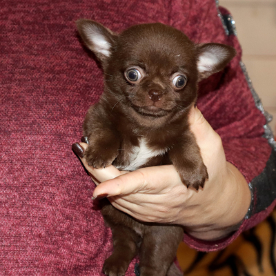 Валентра стар