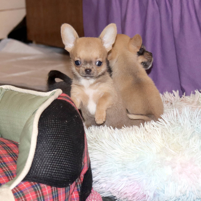 Валентра стар