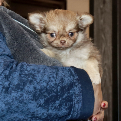 Валентра стар