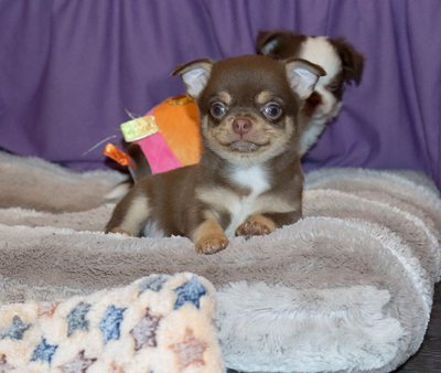 Валентра стар