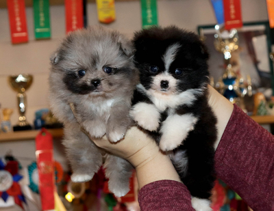 Валентра стар