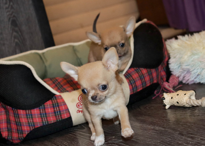 Валентра стар