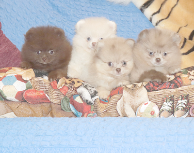 Валентра стар