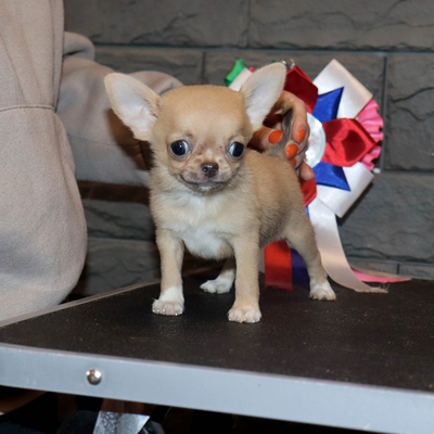 Валентра стар