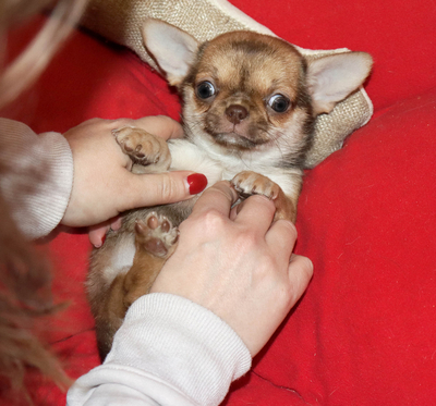 Валентра стар