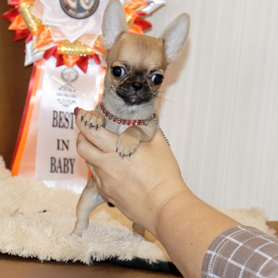 Валентра стар