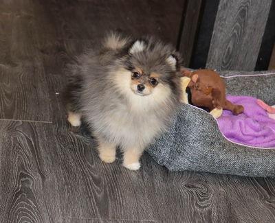 Валентра стар