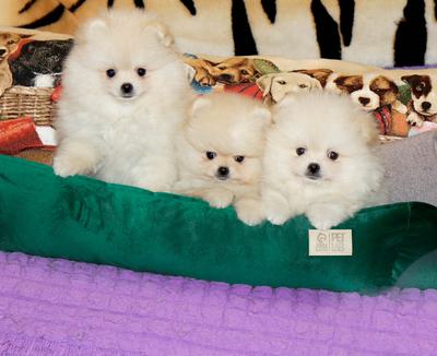 Валентра стар