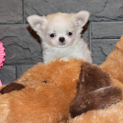 Валентра стар