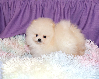 Валентра стар