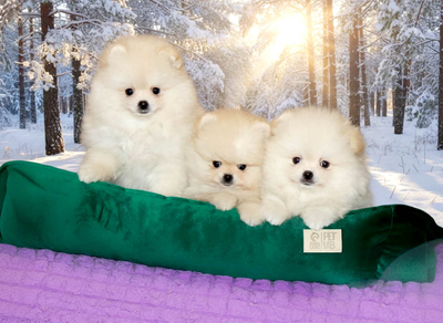 Валентра стар