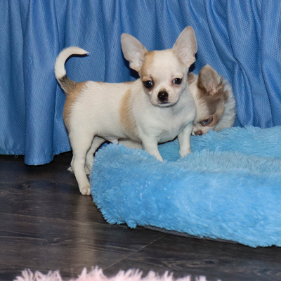 Валентра стар