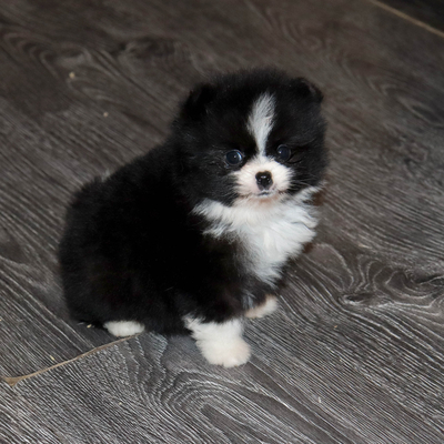 Валентра стар