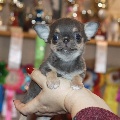 Валентра стар