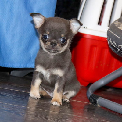 Валентра стар