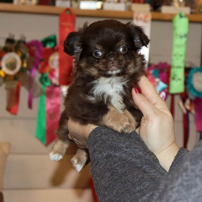 Валентра стар