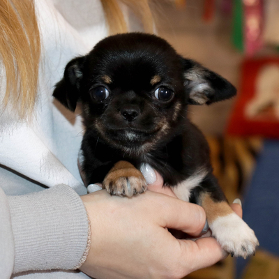 Продается Купить Чихуа в Москве