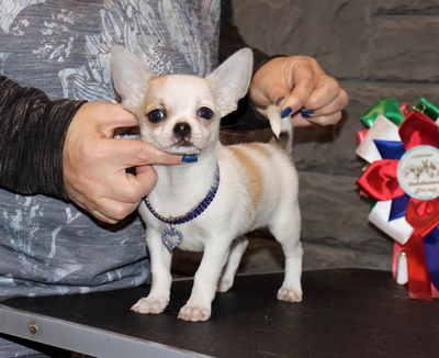 Валентра стар