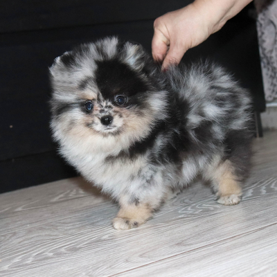 Валентра стар