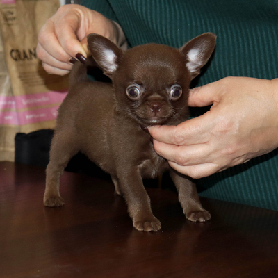 Валентра стар