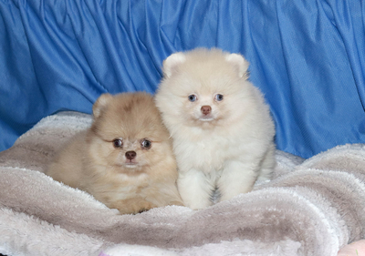 Валентра стар