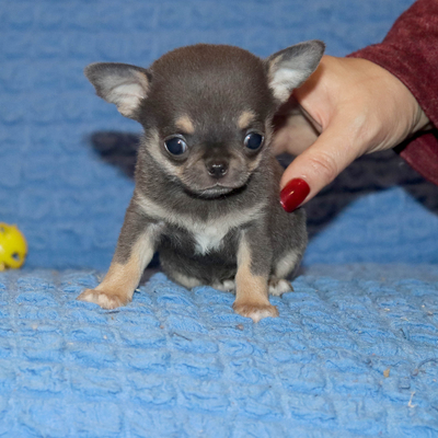 Валентра стар