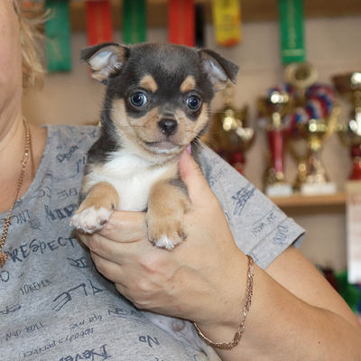 Продается Чихуахуа щенки