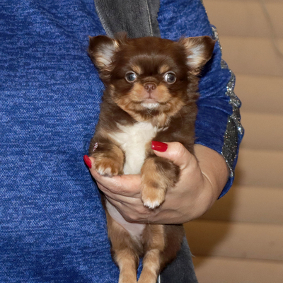 Валентра стар