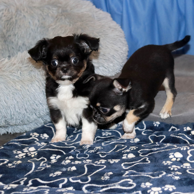 Валентра стар