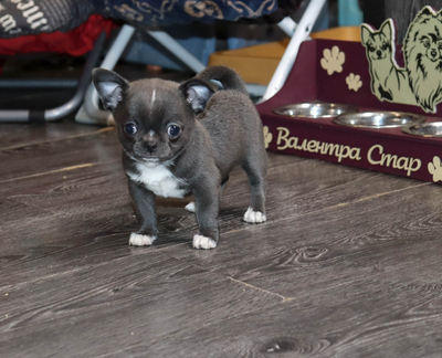 Валентра стар