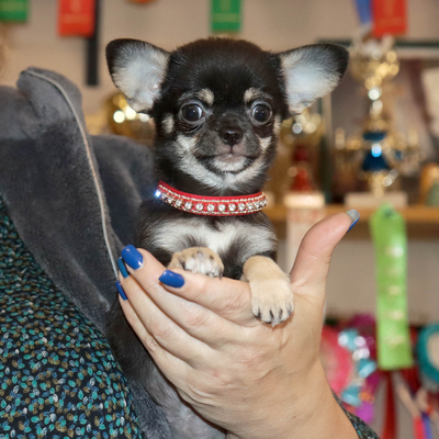 Валентра стар