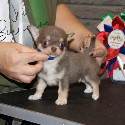 Валентра стар