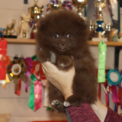 Продается Шоколадный ШПИЦ