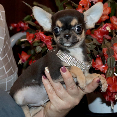 Валентра стар