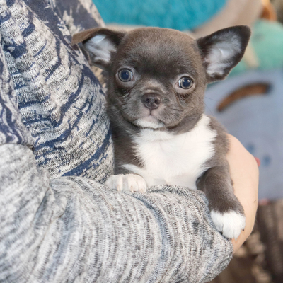 Валентра стар