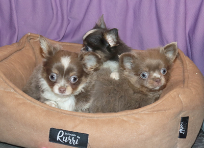 Валентра стар