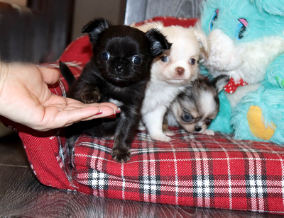 Валентра стар