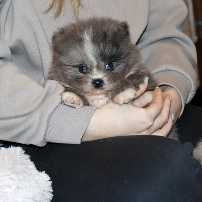 Продается Голубоглазый шпиц