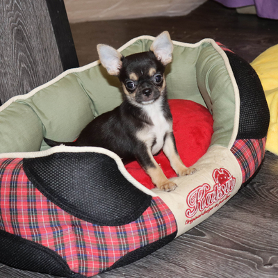 Валентра стар